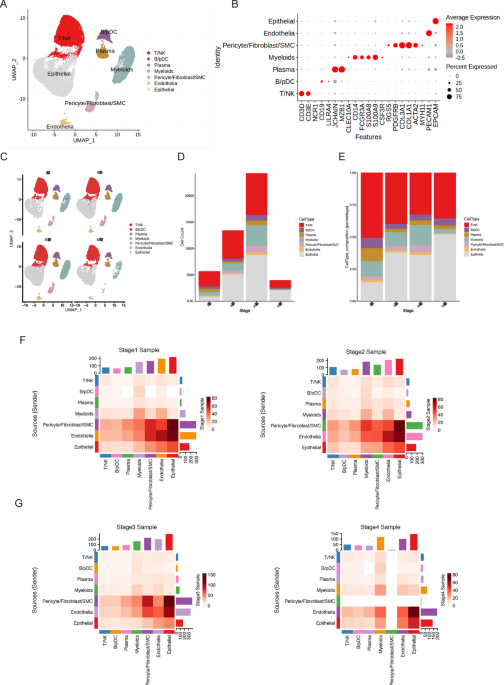Role of T cell exhaustion and tissue-resident memory T cells in the expression and prognosis of colorectal cancer