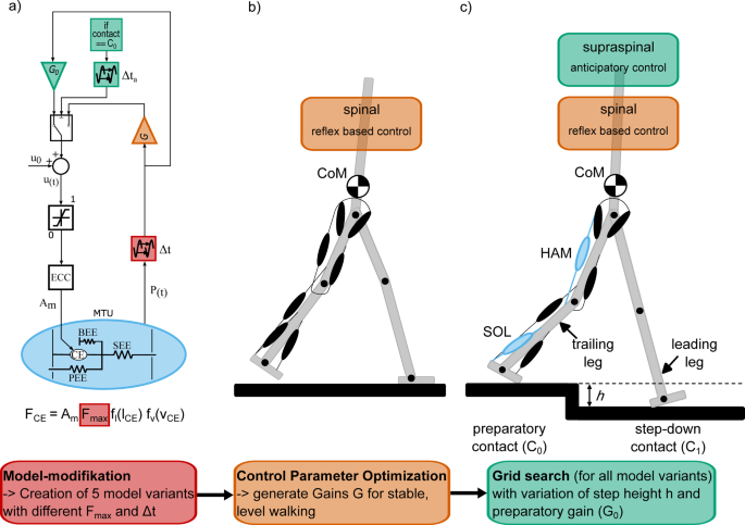 The effect of age-related sensorimotor changes on step-down strategy: a predictive simulation study