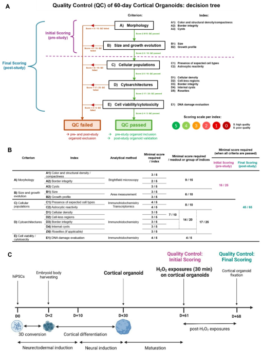 Towards a quality control framework for cerebral cortical organoids