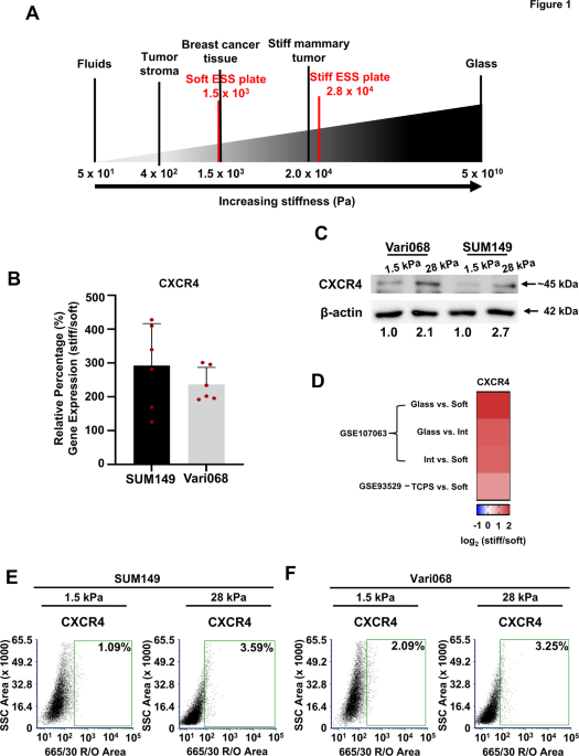 Substrate stiffness regulates triple-negative breast cancer signaling through CXCR4 receptor dynamics