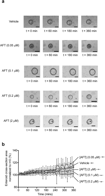 Afatinib amplifies cAMP-induced fluid secretion in a mouse mini-gut model via TMEM16A-mediated fluid secretion and secretory cell differentiation