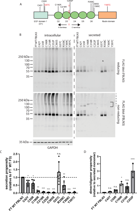 A spectrum of cysteine mutations in fibulin-3 highlight its disulfide bonding complexity and potential to induce ER stress