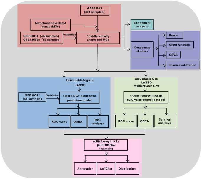 Mitochondrial subtypes in renal ischemia reperfusion injury guide delayed graft function and Long-Term graft prediction