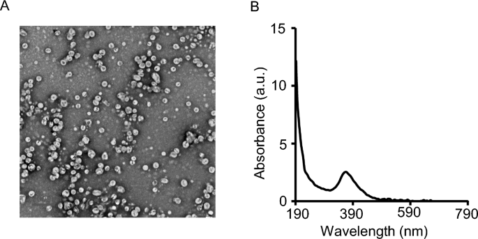 Radiation activated photodynamic therapy (radioPDT) induces lipid peroxidation and vascular mediated tumor regression of prostate cancer