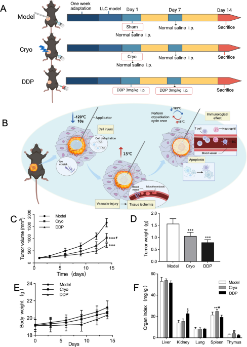 Molecular mechanisms of cryoablation-mediated lung cancer suppression unveiled by non-coding RNA regulatory network profiling