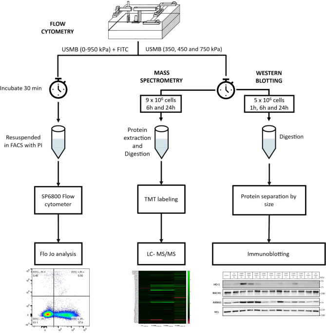 Effect of ultrasound-microbubble exposure on acute myeloid leukemia cancer cell proteome