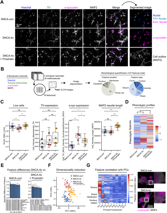 Morphological profiling reveals neuroprotection via mitochondrial uncoupling in human dopaminergic neurons