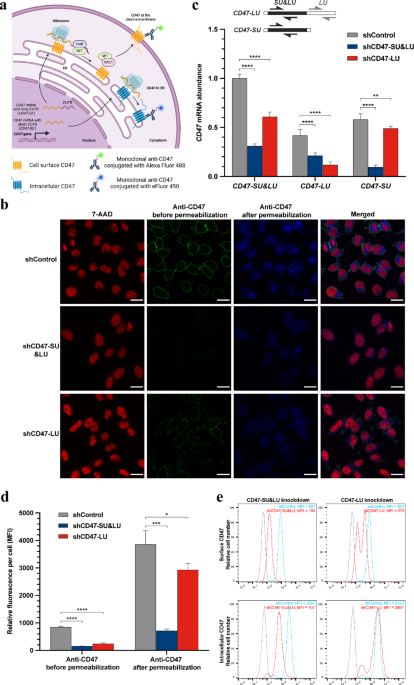 Genome-wide CRISPR screen for human factors involved in alternative polyadenylation based on differential localization of CD47