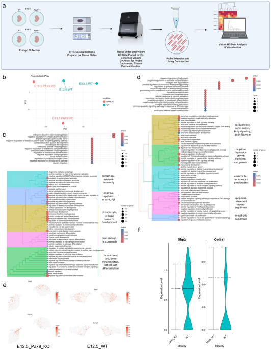 Single cell spatial transcriptomics links Wnt signaling disruption to extracellular matrix development in a cleft palate model