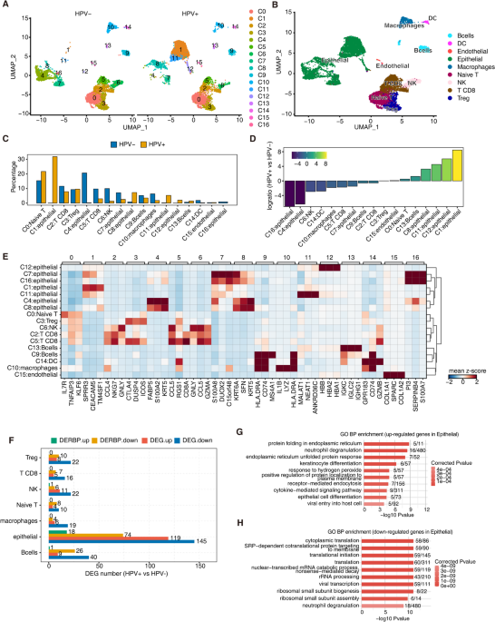 Single-cell and bulk transcriptome profiling reveals RNA-binding protein regulatory programs in cervical cancer