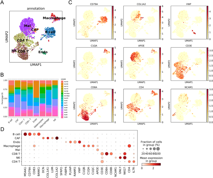 Combining single-cell and bulk RNA sequencing to identify CAF-related signature for prognostic prediction and treatment response in patients with melanoma