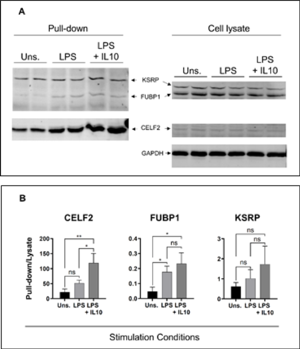 The regulation of miR-155 strand selection by CELF2, FUBP1 and KSRP proteins
