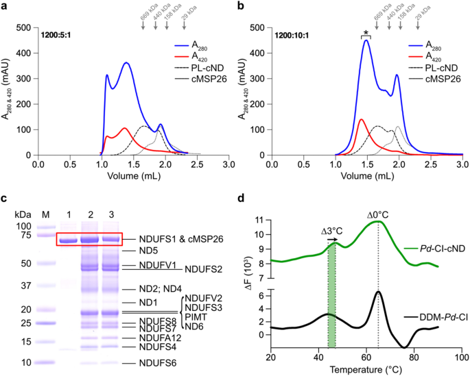 Oversized nanodiscs for combined structural and functional investigation of multicomponent membrane protein systems