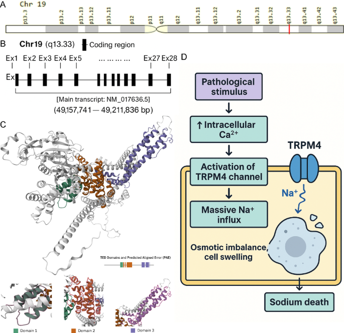 Multidimensional pan cancer analysis of the sodium induced cell death gene TRPM4