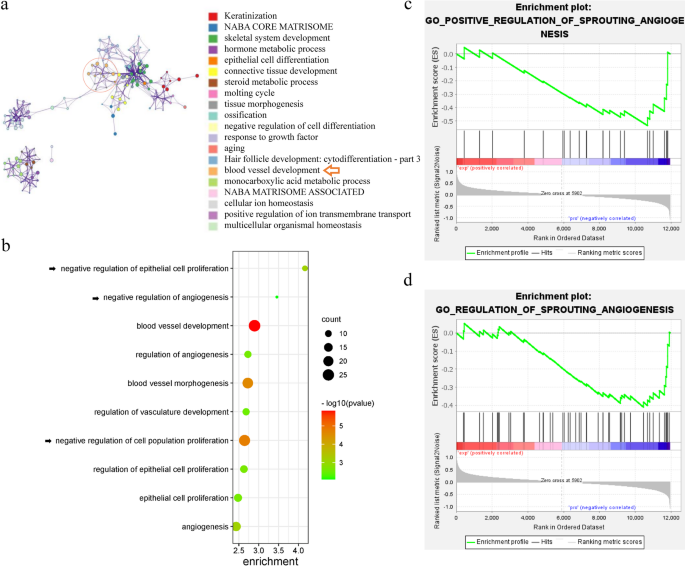 Dendrobium officinale Kimura & Migo polysaccharide ameliorates skin photoaging by promoting angiogenesis