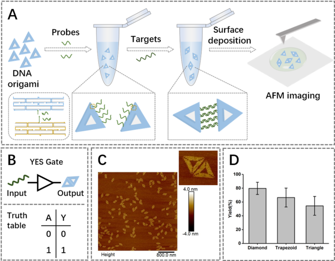 Molecular logic gates based on programmable self-assembly of DNA origami triangles for the detection of nucleic acid molecules