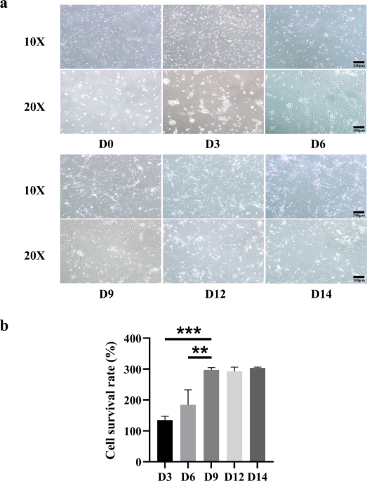 Conditional immortalization of olfactory ensheathing cells for intelligently regulating their proliferation state