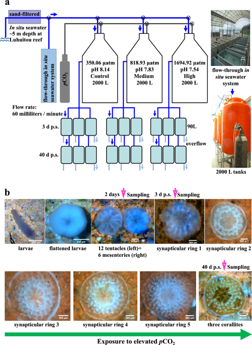 Acclimation mechanisms of reef-building coral Acropora gemmifera juveniles to long-term CO2-driven ocean acidification