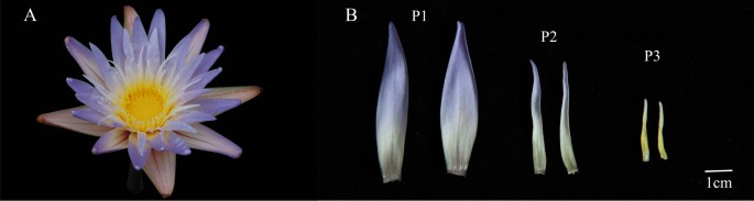 Transcriptome analysis reveals that regulation network of the genes related to unique double flowers in tropical viviparous water lily