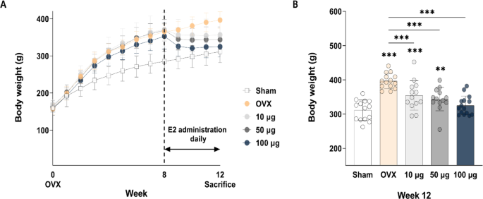 Differential effects of 17β-estradiol on knee and temporomandibular joints in ovariectomized rats