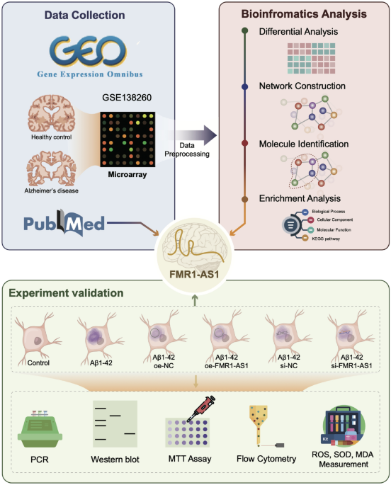 Regulatory role of LncRNA FMR1-AS1 in the pathogenesis of alzheimer’s disease based on bioinformatics and in vitro experimental validation
