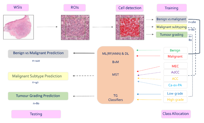 Exploring the feasibility of AI-based analysis of histopathological variability in salivary gland tumours
