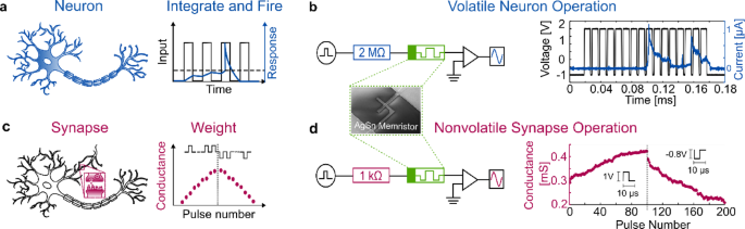 Reconfigurable artificial neuron and synapse enabled through a single alloyed memristor
