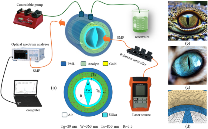 Optimized SPR-PCF sensor for sucrose detection inspired by vertical pupil geometry