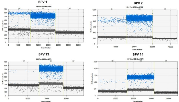 Accurate identification of bovine deltapapillomavirus in equine sarcoids by ddPCR