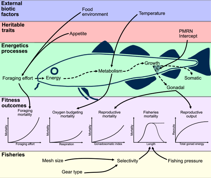 Increasing temperatures counteract the evolutionary consequences of fishing in model of Northeast Arctic Cod (Gadus morhua)