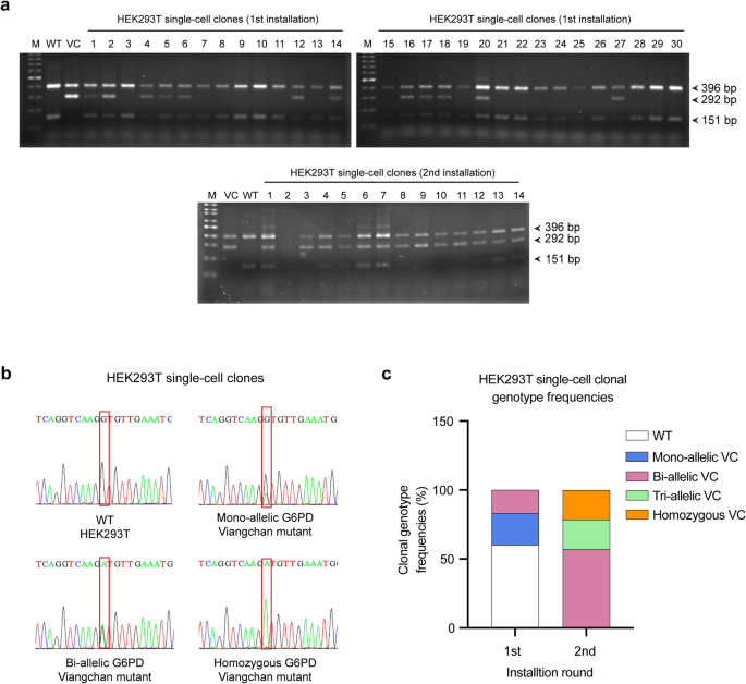 Precise correction of G6PD Viangchan mutation in iPSCs by prime editing strategy