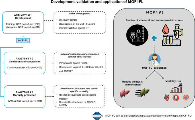 MOFI-FL, a novel score for detecting hepatic steatosis and predicting cardiometabolic mortality