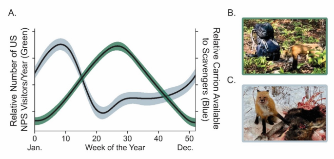 Carrion from large carnivores and food from humans subsidize mesocarnivores year round