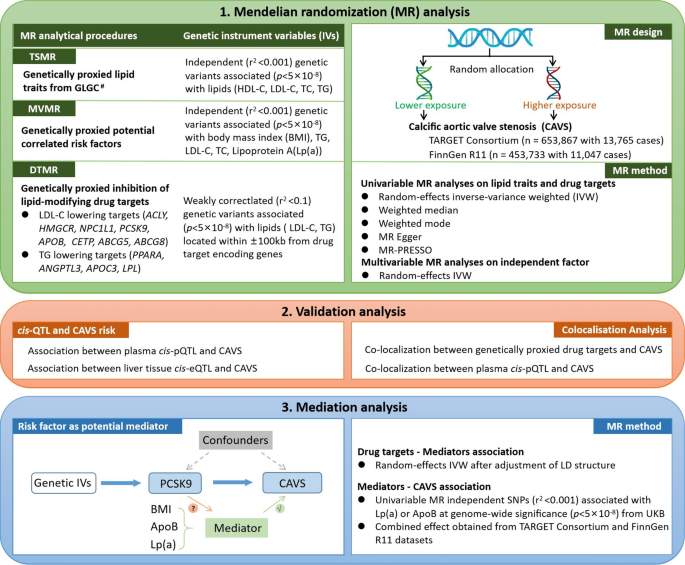 Genetic insights into causal effects of lipids and lipid-modifying targets on calcific aortic valve stenosis: a Mendelian randomized study