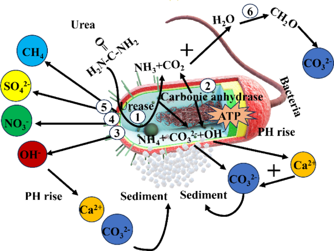 An investigation into enhancing sand stability and minimizing dust emissions through bacterial treatment in arid regions