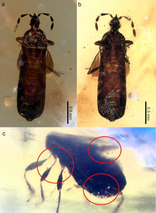 A new fossil plesiomorphic flat bug (Aradidae) suggests widespread flower visiting in Heteroptera during the Mesozoic
