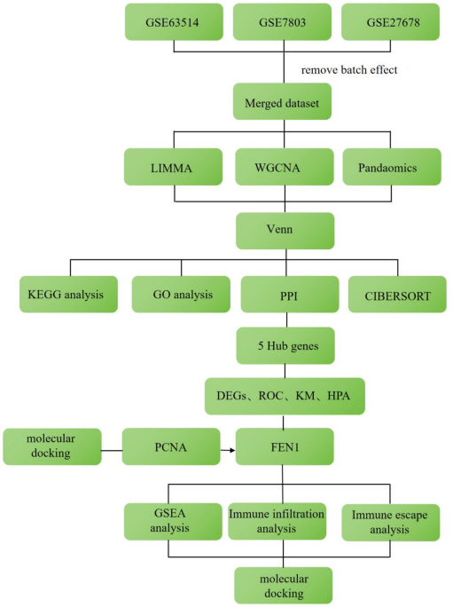 FEN1 plays a key role in the transition from HSIL to CSCC