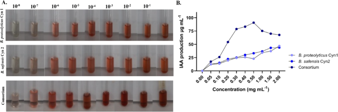 Auxin producing plant growth promoting bacteria enhance temperature stress tolerance in Chilean common bean landraces