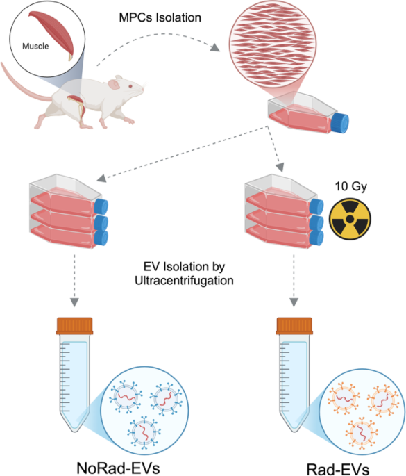 Irradiation of muscle precursor cells impairs the proliferative and angiogenic functions of their extracellular vesicles