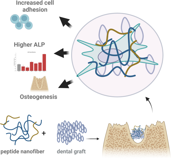 Multifunctional peptide nanofiber coatings enhance bone regeneration on xenograft materials