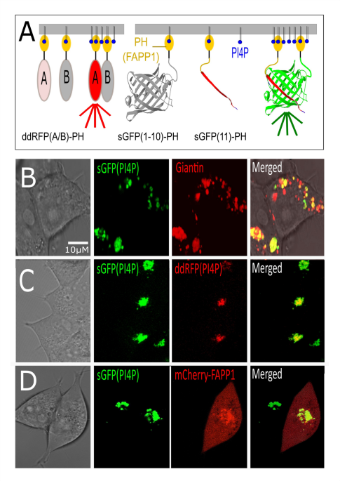 Dynamic assessment of PI4P metabolism using split GFP based sensors