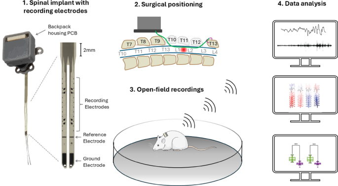 Detection of spinal action potentials with subdural electrodes in freely moving rodents