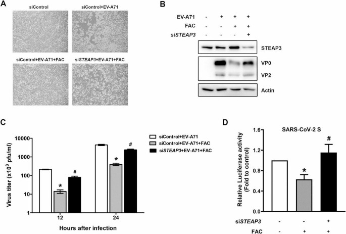 Integration of biomimetic organoid-on-chip and 2D models advances the mechanistic Understanding of STEAP3-mediated regulation in intestinal viral infection