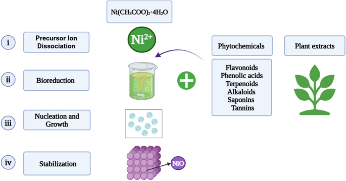Plant-mediated nickel oxide nanoparticles show species-dependent antibacterial, antioxidant, anti-inflammatory and antidiabetic activities