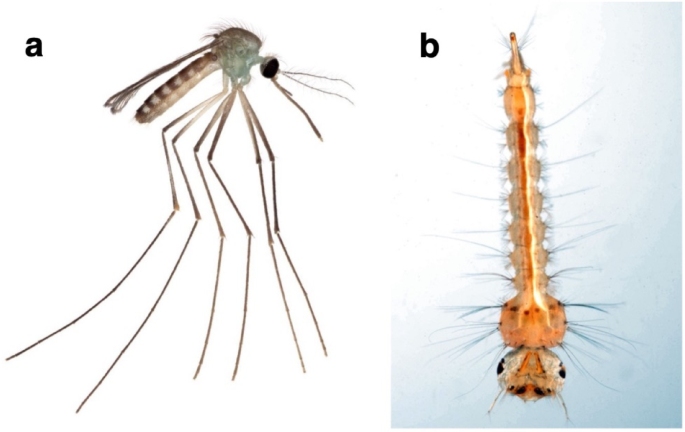 Discovery and description of a novel mode of oviposition in the mosquito genus Culex
