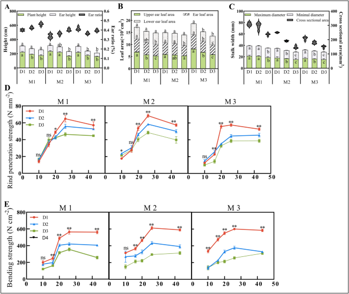Response of stalk lodging resistance traits, yield and quality of silage maize to high density