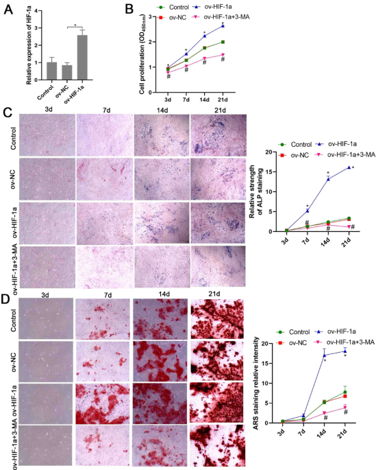 HIF1A overexpression promotes osteoblast differentiation through activation of autophagy to alleviate osteoporosis