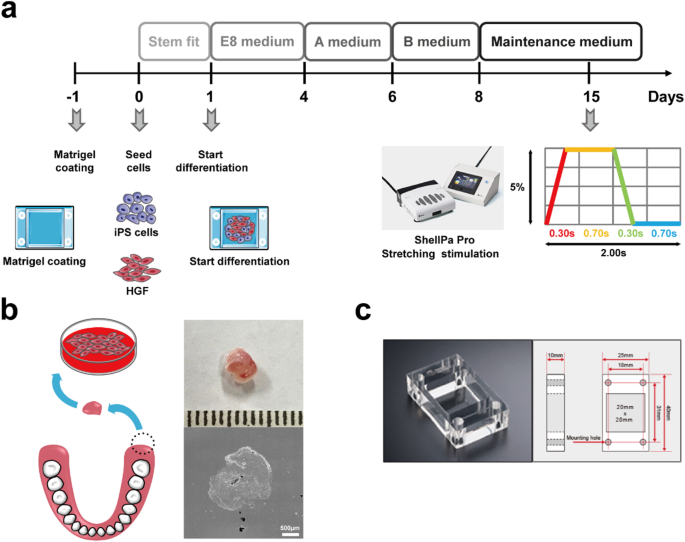 Effect of mechanical stretching stimulation on maturation of human iPS cell-derived cardiomyocytes co-cultured with human gingival fibroblasts
