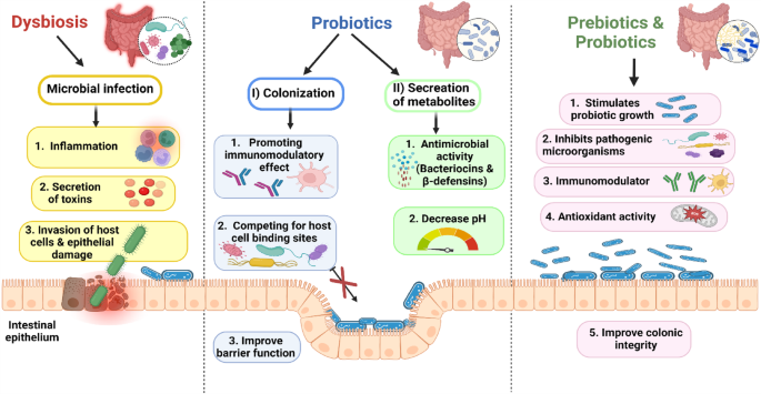 Prebiotic properties and antioxidant effect of crude extracts and polysaccharides from Agaricus bisporus and Pleurotus ostreatus mushrooms