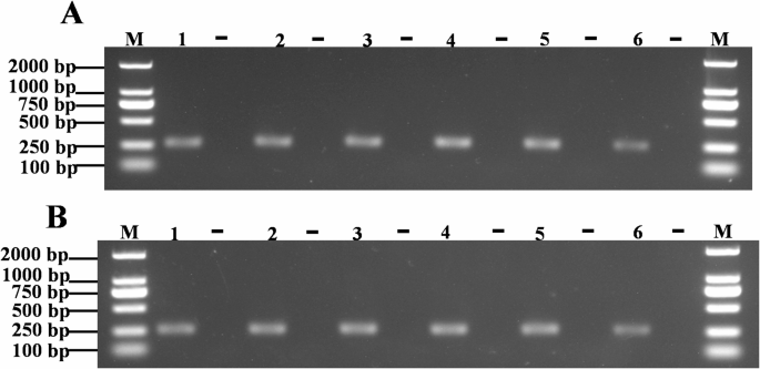 Rapid SNP genotyping detection method based on PCR-lateral flow dipstick detection technique